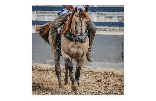 IRON HORSE APOLLO